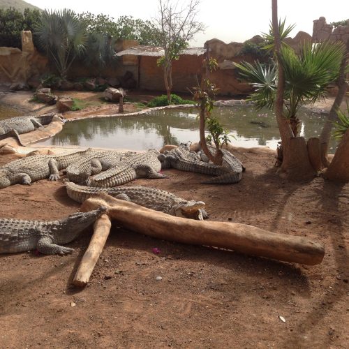 Cocodrilo Park