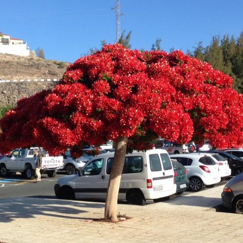 34557778_1243461169124756_7242066450268028928_n